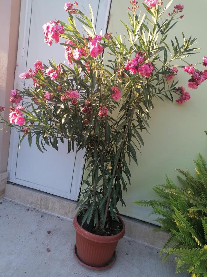 Villa Ros Guest House Svilengrad Luaran gambar